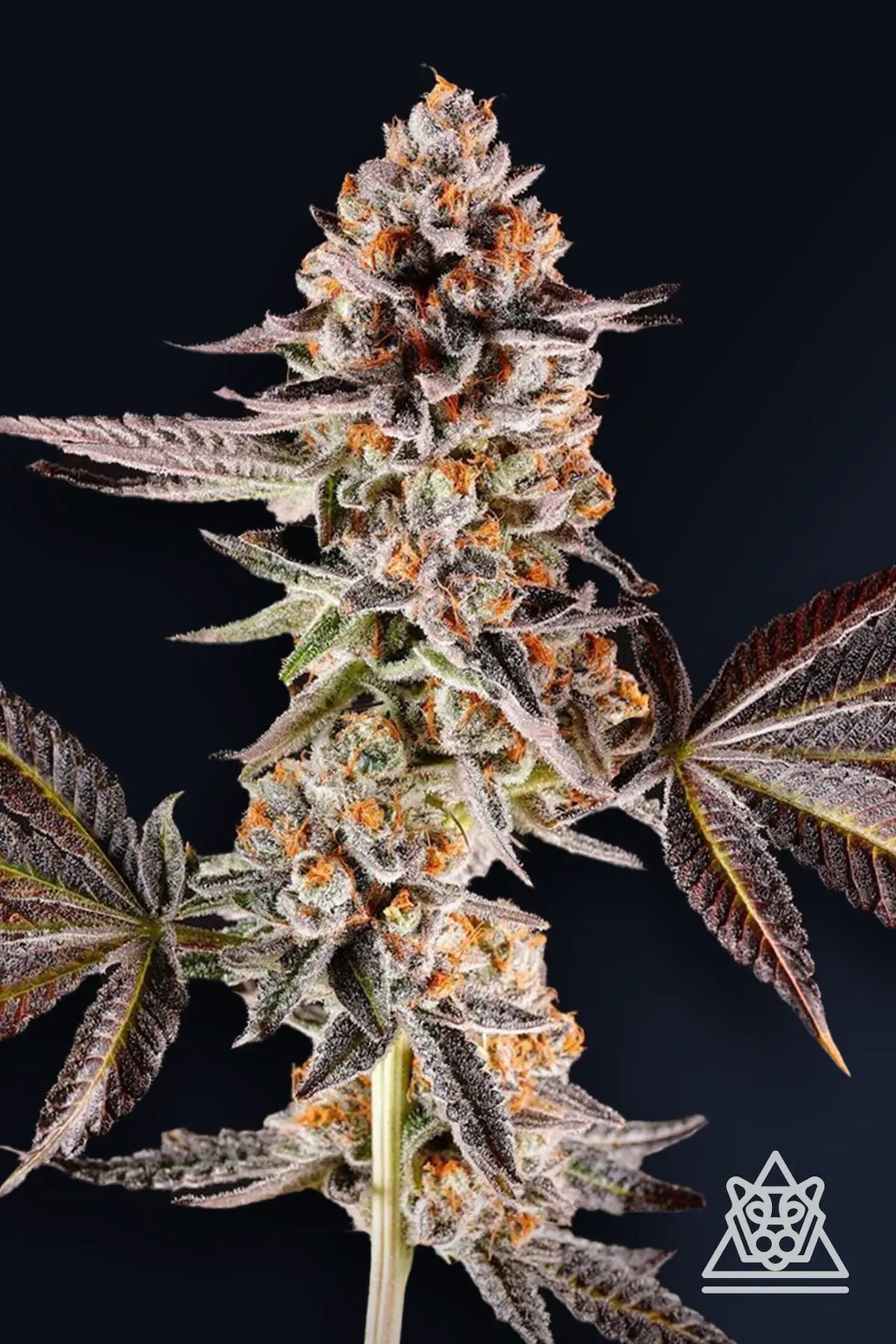 
                  
                    Compound Genetics - La Bomba
                  
                