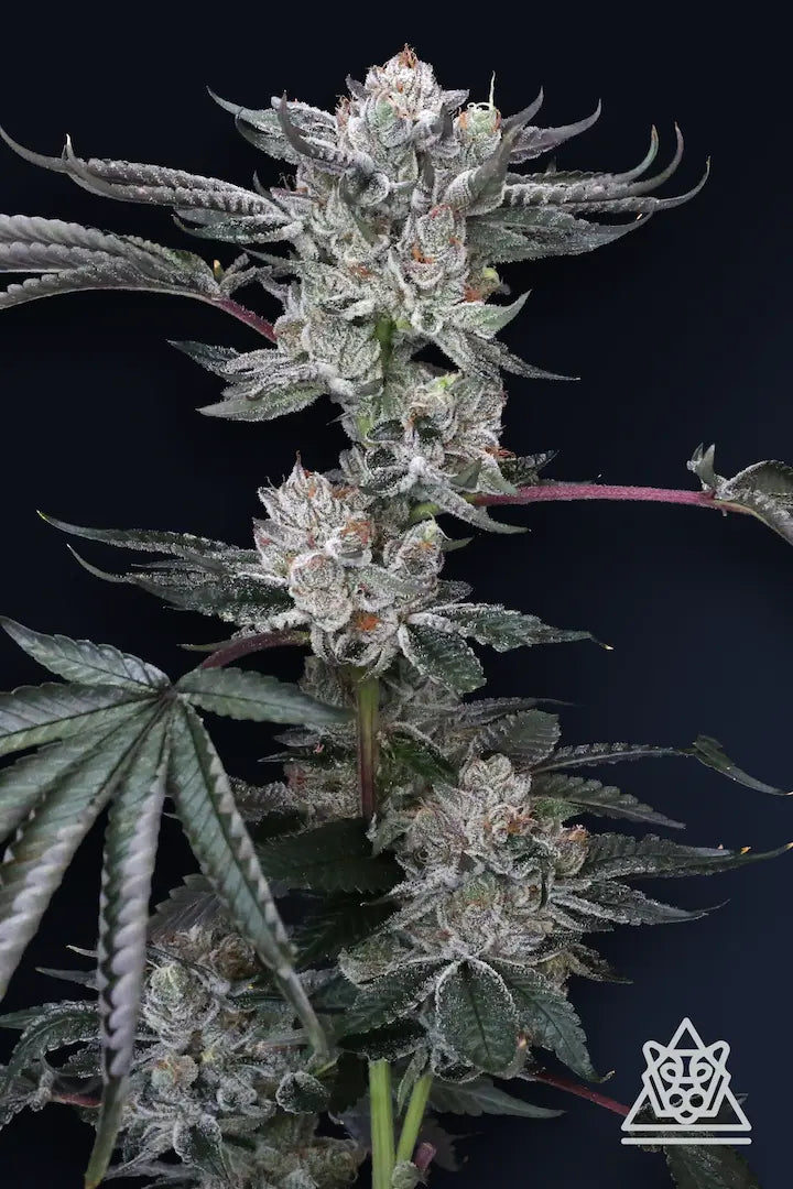 
                  
                    Compound Genetics - Luxar Dos
                  
                