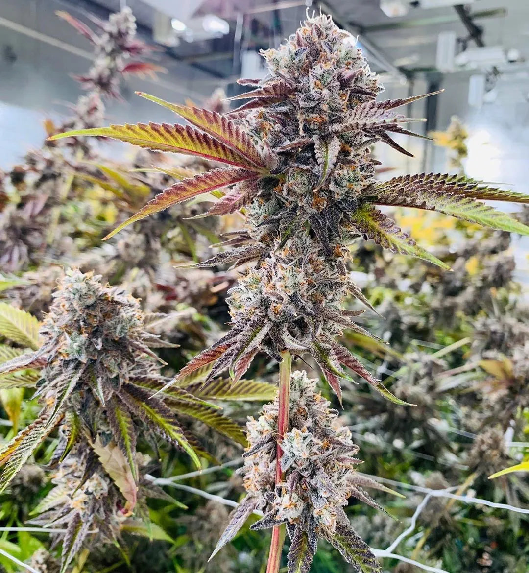 
                  
                    Compound Genetics - Marshmallow OG
                  
                