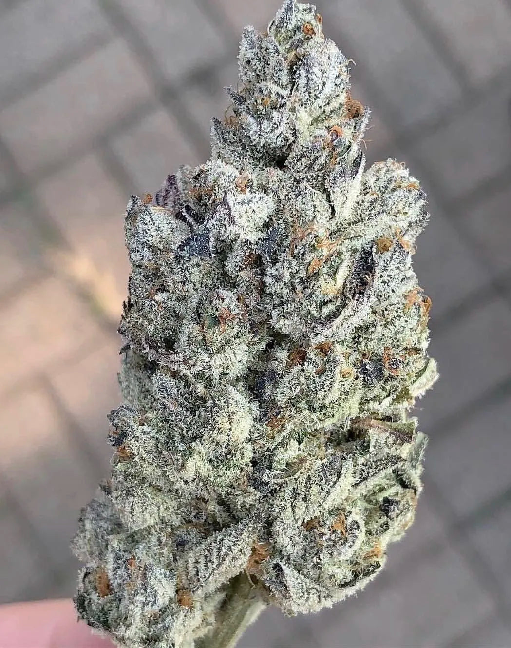 
                  
                    Compound Genetics - Marshmallow OG
                  
                