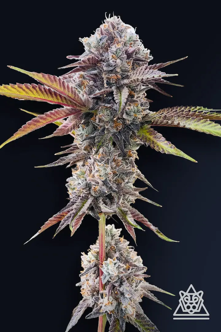 
                  
                    Compound Genetics - Marshmallow OG
                  
                