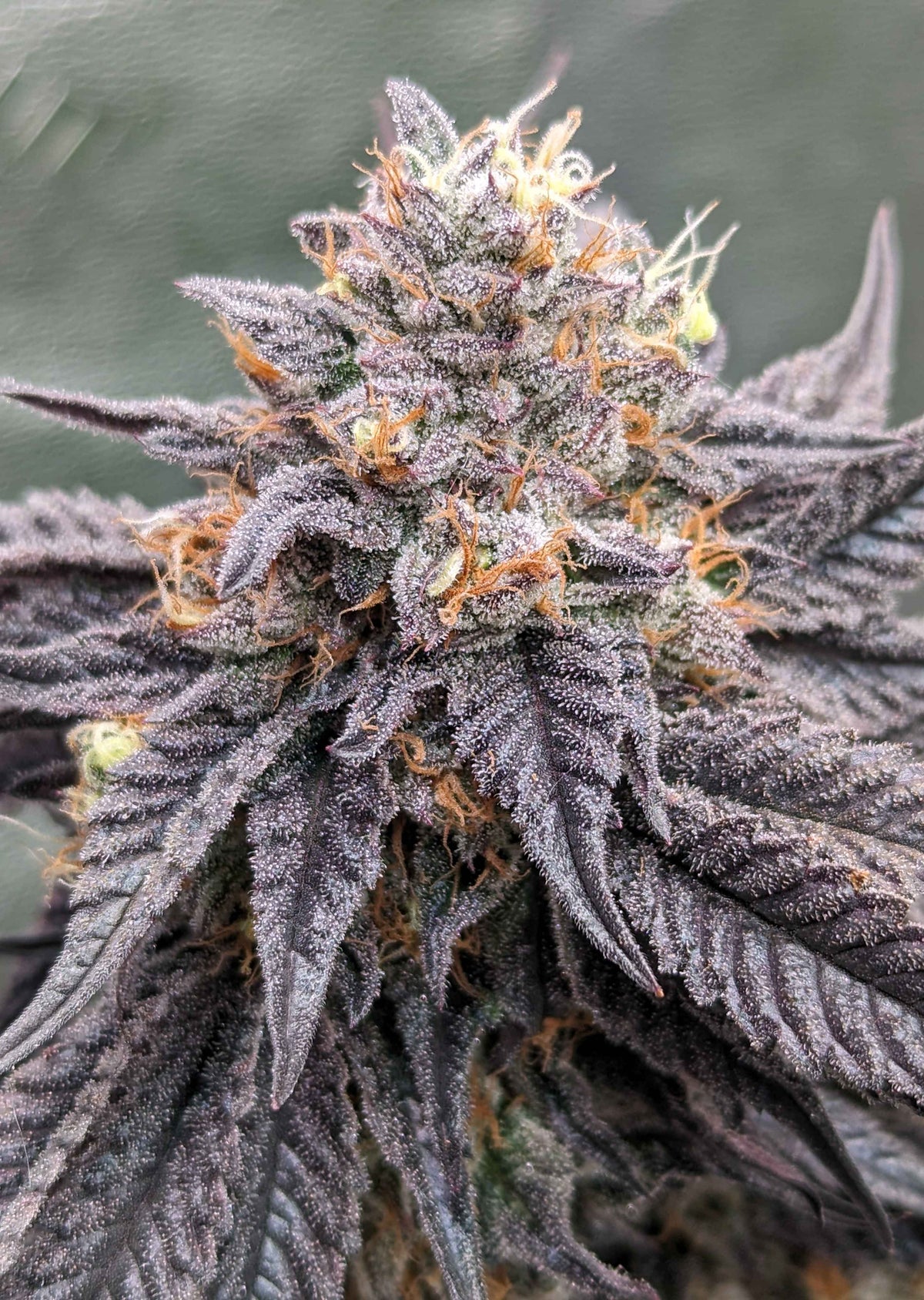 
                  
                    Umami Seed.co - Purple Limeade
                  
                