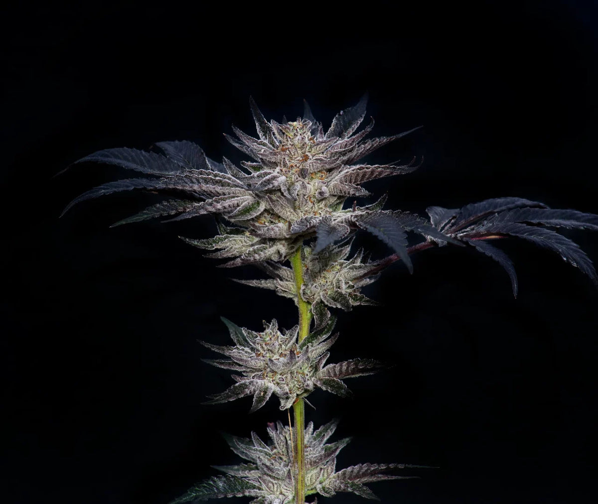 
                  
                    Compound Genetics - Slipstream
                  
                