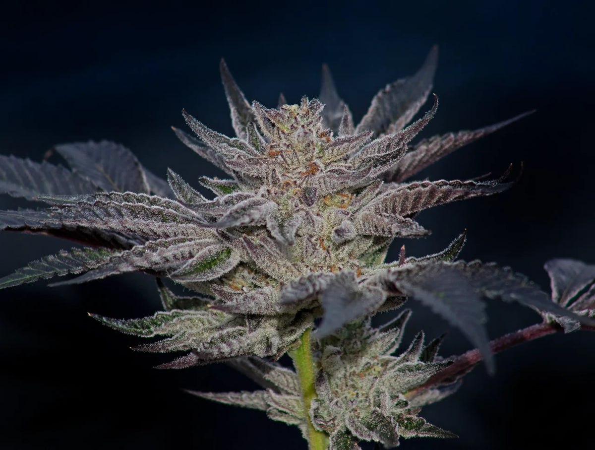 
                  
                    Compound Genetics - Slipstream
                  
                