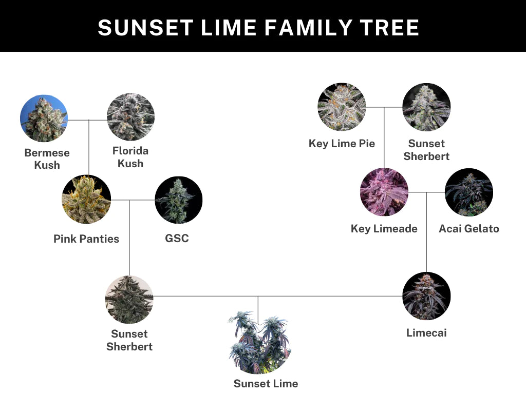 
                  
                    Umami Seed.co - Sunset Lime
                  
                