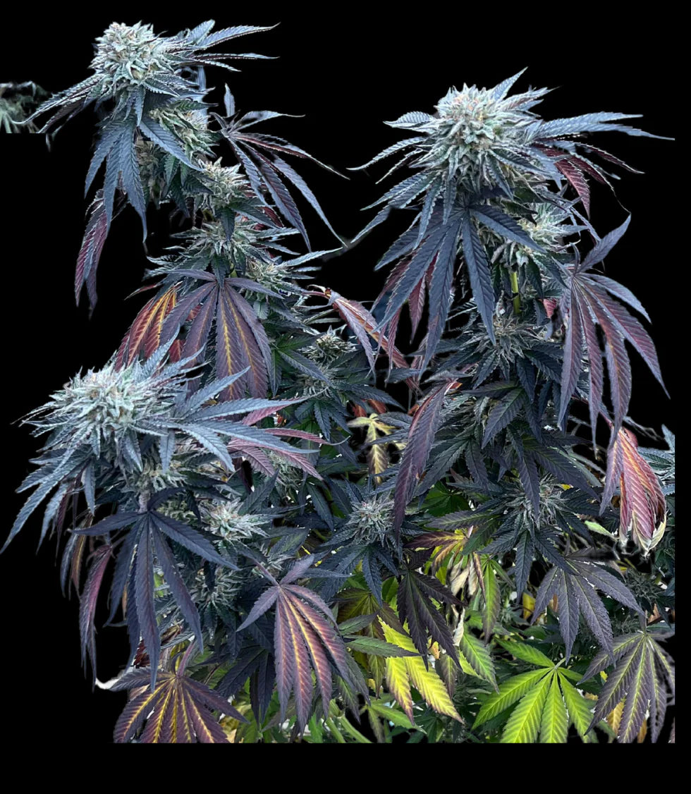 
                  
                    Umami Seed.co - Sunset Lime
                  
                