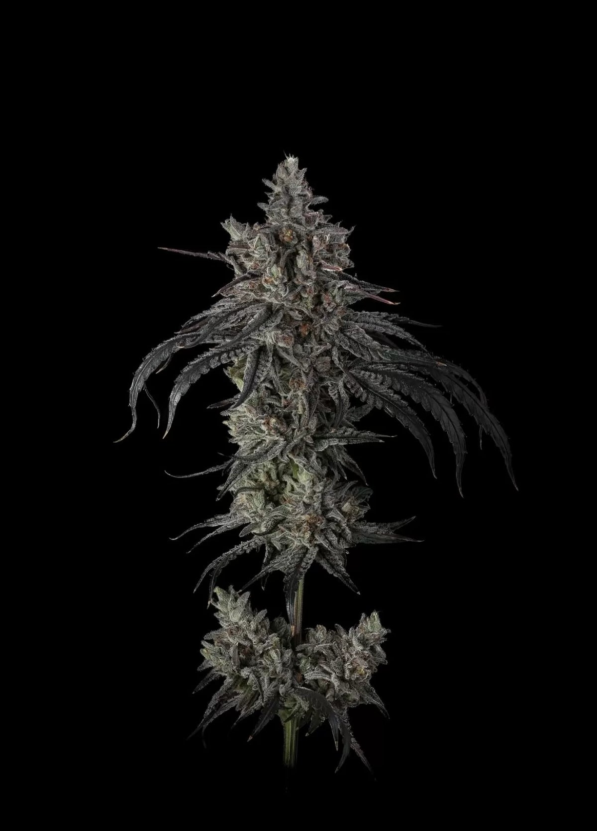 
                  
                    Umami Seed.co - ZODA Bx1
                  
                