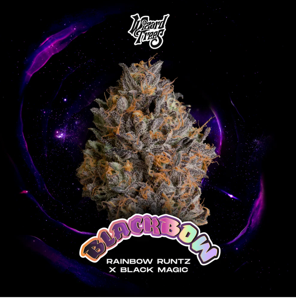 
                  
                    Wizard Trees – Black Bow
                  
                