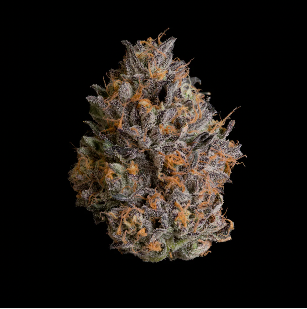 
                  
                    Wizard Trees – Black Bow
                  
                