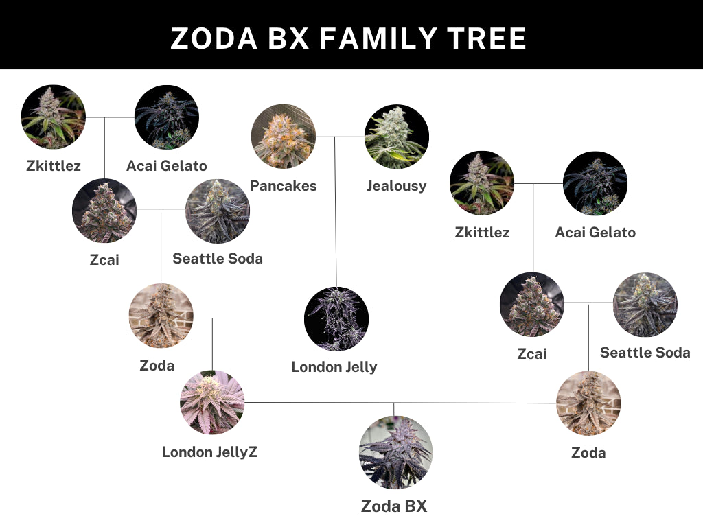 
                  
                    Umami Seed.co - ZODA Bx1
                  
                