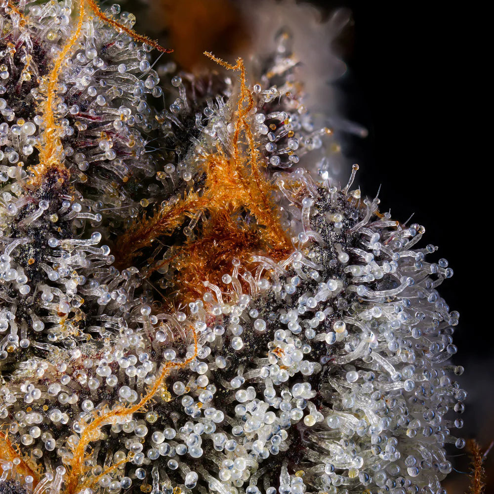 
                  
                    Wizard Trees - RAINBOW RUNTZ - Feminsiert
                  
                
