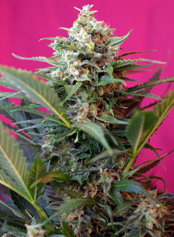 
                  
                    Big Devil XL Auto®
                  
                