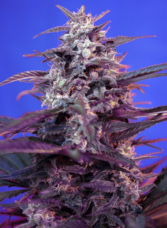 
                  
                    Sweetseeds - Bloody Skunk Auto®
                  
                