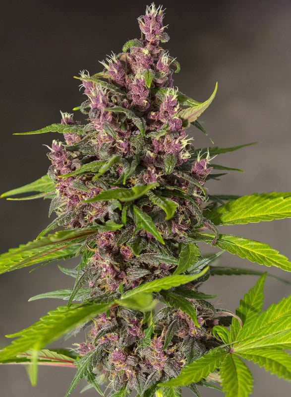 
                  
                    Sweetseeds - Bloody Skunk Auto®
                  
                