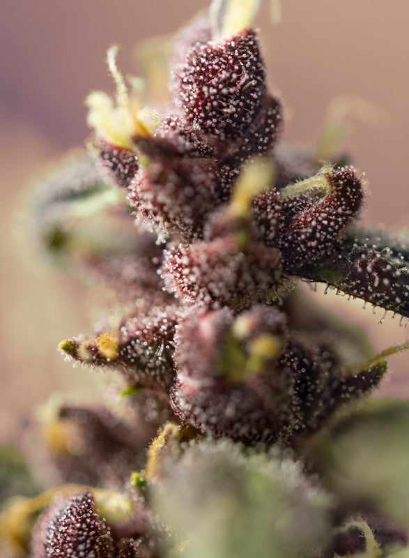 
                  
                    Sweetseeds - Bloody Skunk Auto®
                  
                