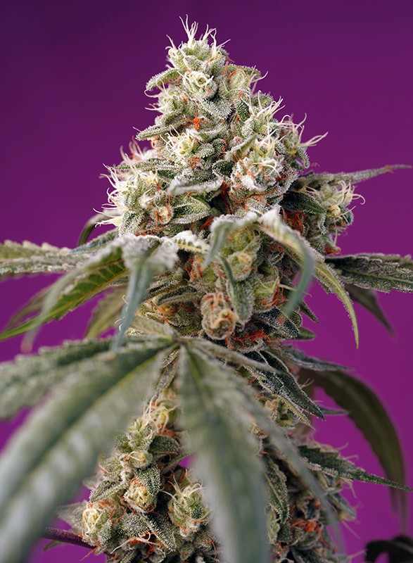 
                  
                    Bruce Banner Auto®
                  
                