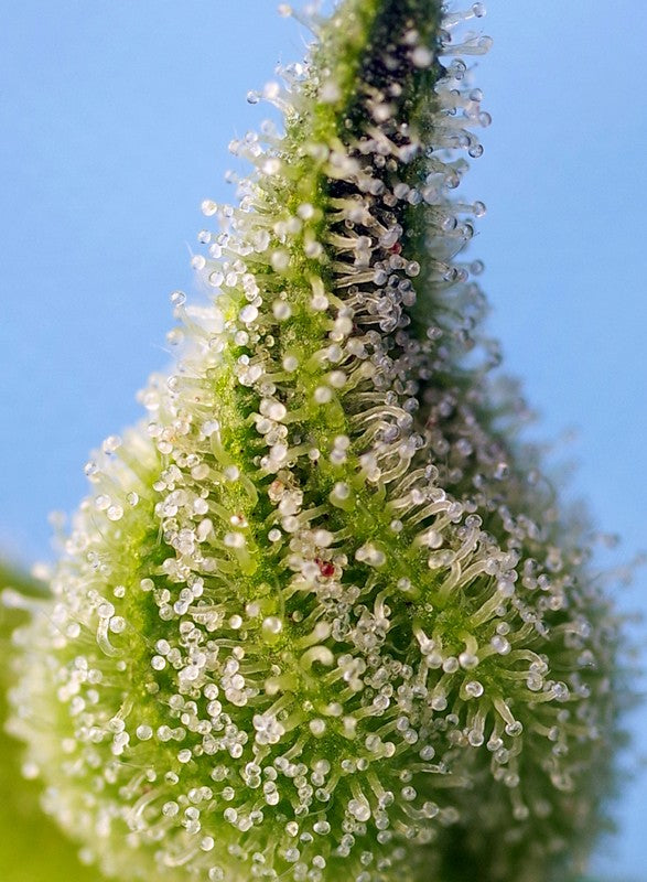 
                  
                    Bruce Banner Auto®
                  
                