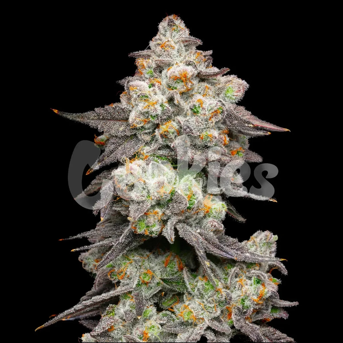 
                  
                    Cookies - ACAI GRAPES - Feminsiert
                  
                