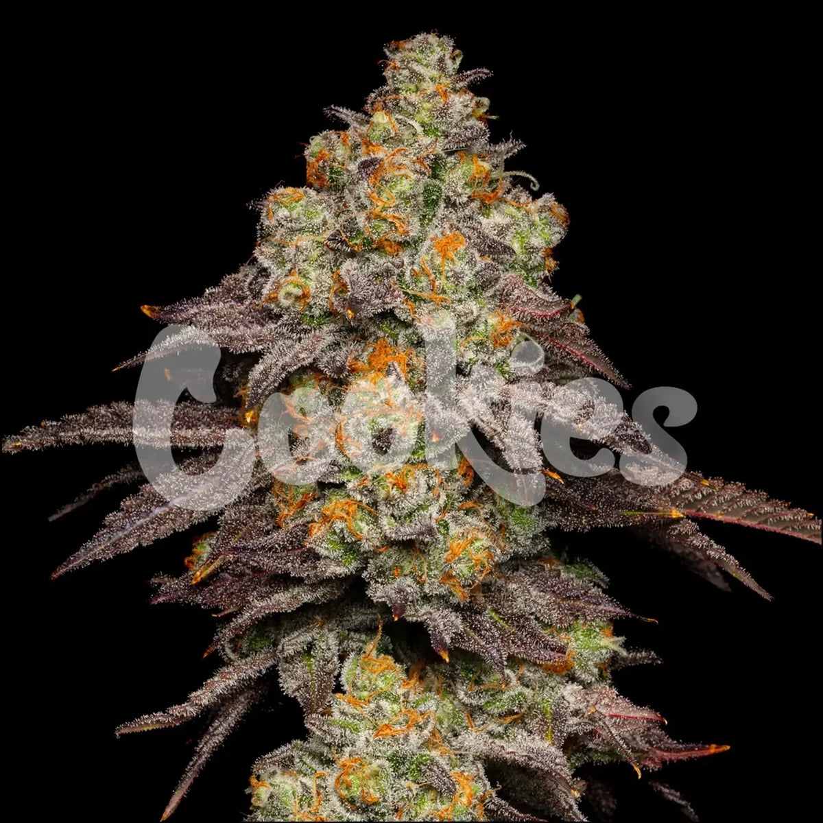 
                  
                    Cookies - BIG Z - Feminsiert
                  
                
