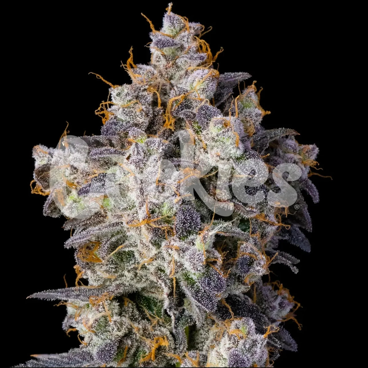 
                  
                    Cookies - CHERRY ZELATO - Feminsiert
                  
                