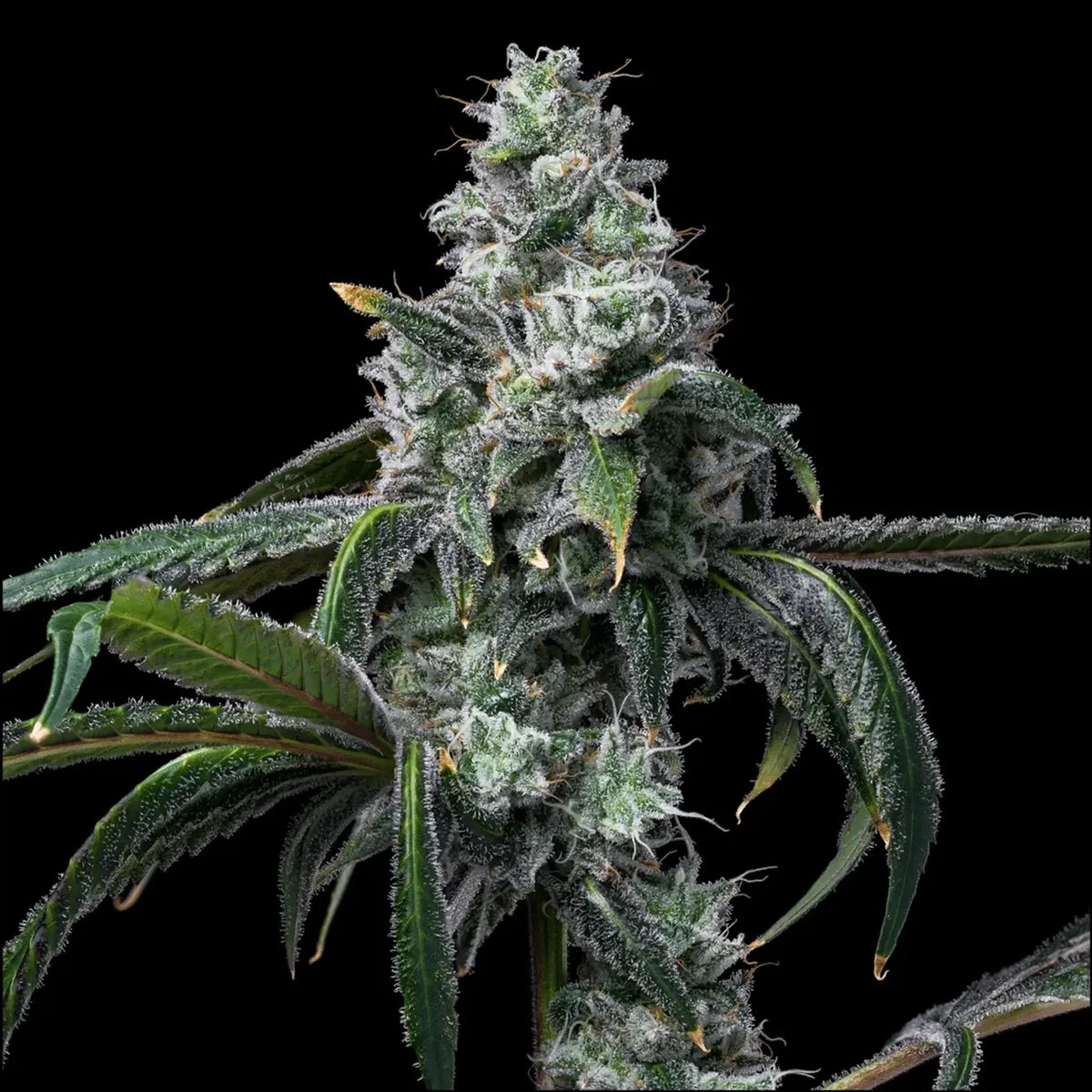 
                  
                    Cookies - UK CHEESE X HOLLYWOOD - Feminisiert
                  
                