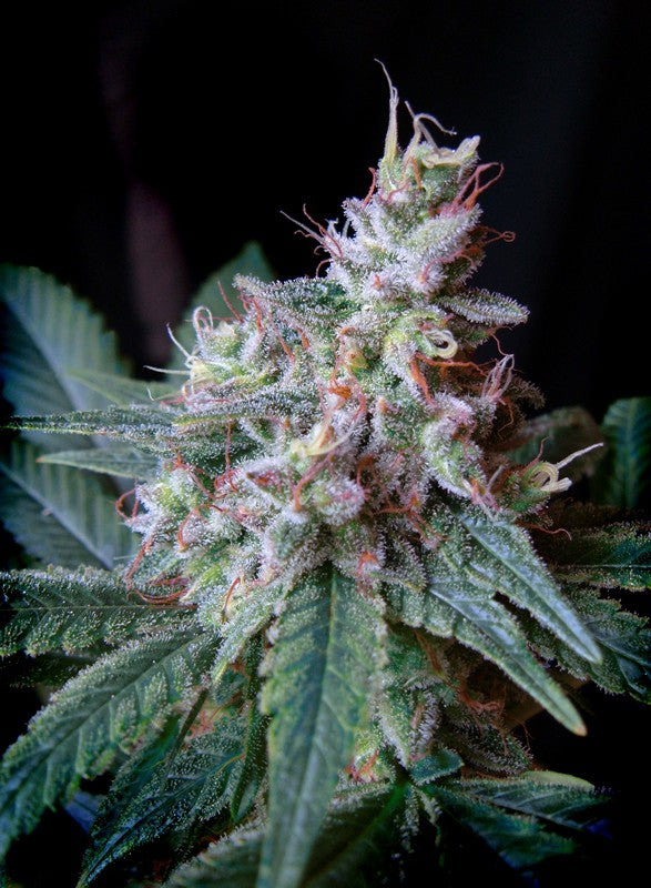 
                  
                    Sweetseeds - Cream Caramel F1 Fast Version®
                  
                