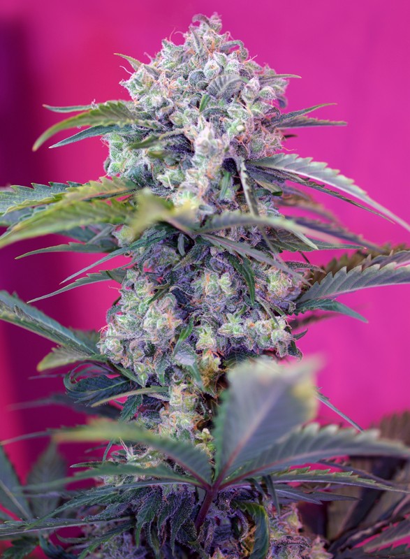 
                  
                    Cream Mandarine Auto®
                  
                