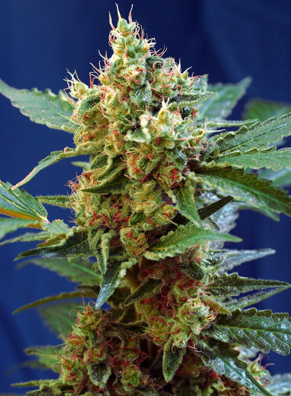 
                  
                    Cream Mandarine XL Auto®
                  
                