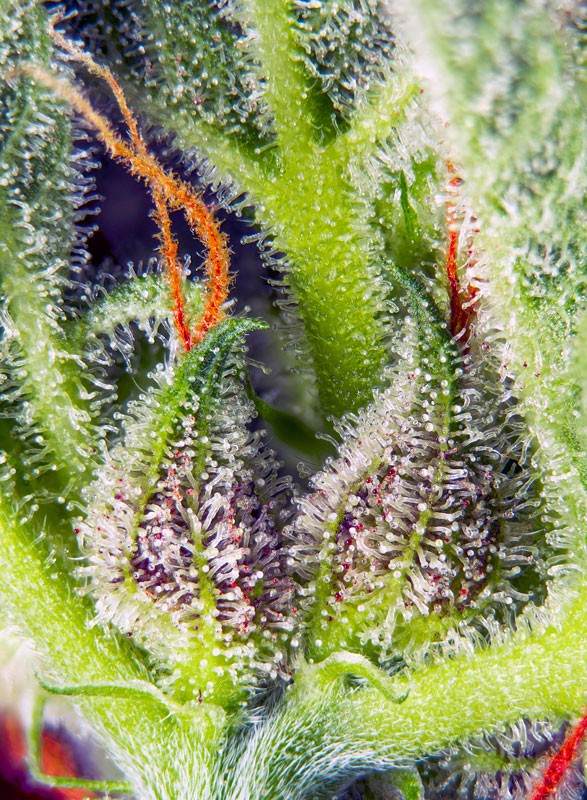 
                  
                    Cream Mandarine XL Auto®
                  
                