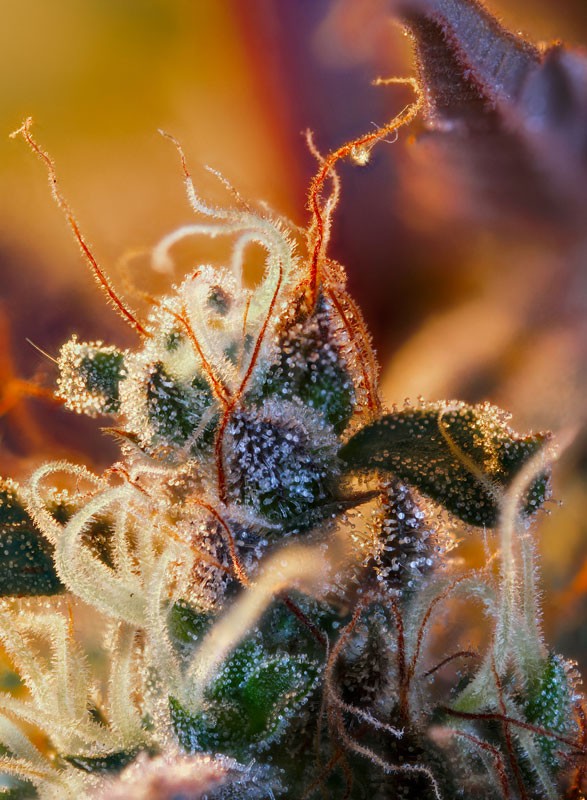 
                  
                    Cream Mandarine XL Auto®
                  
                