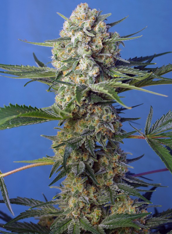 
                  
                    Sweetseeds - Crystal Candy F1 Fast Version®
                  
                