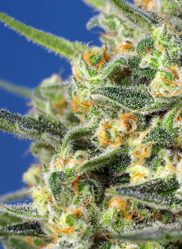 
                  
                    Sweetseeds - Crystal Candy F1 Fast Version®
                  
                