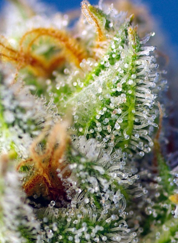 
                  
                    Sweetseeds - Crystal Candy F1 Fast Version®
                  
                
