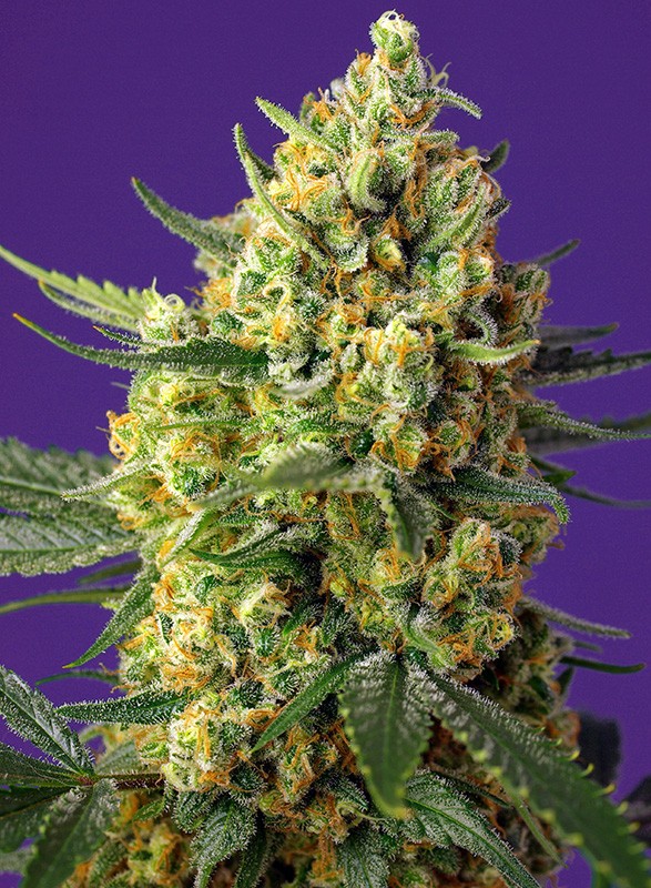 
                  
                    Crystal Candy XL Auto®
                  
                