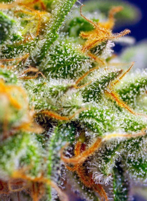 
                  
                    Crystal Candy XL Auto®
                  
                
