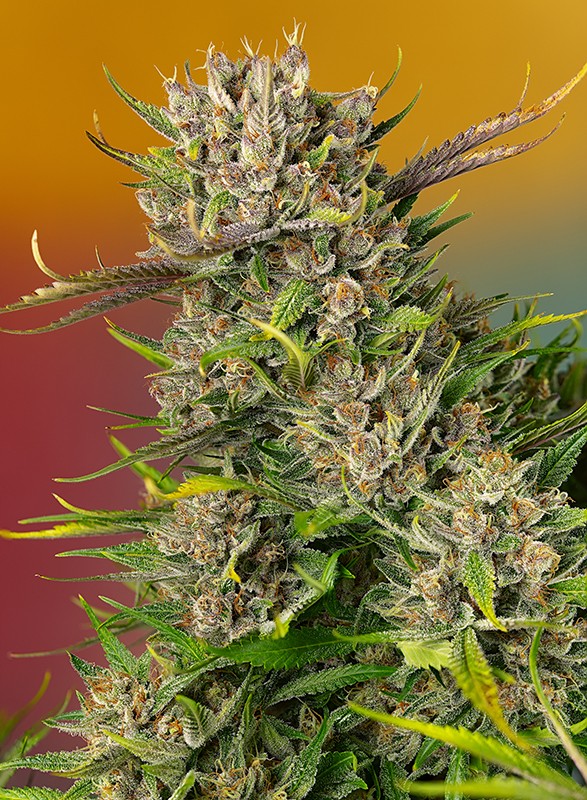 
                  
                    Papaya Zoap Auto®
                  
                