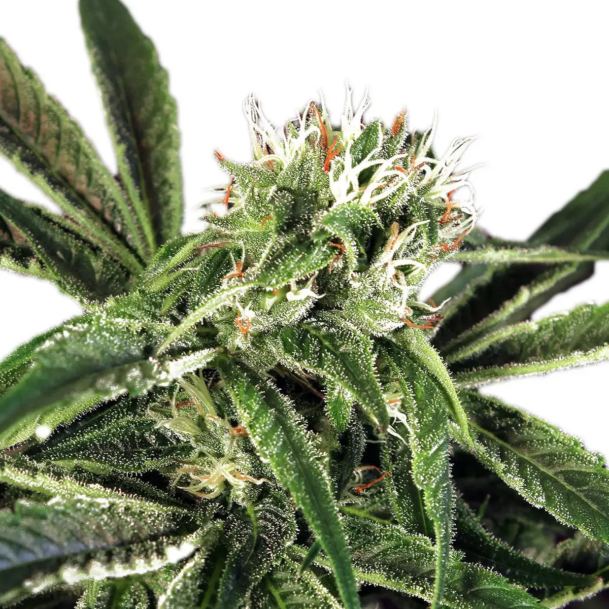 
                  
                    Exotic Seed - AMNESIA #7 - Feminisiert
                  
                