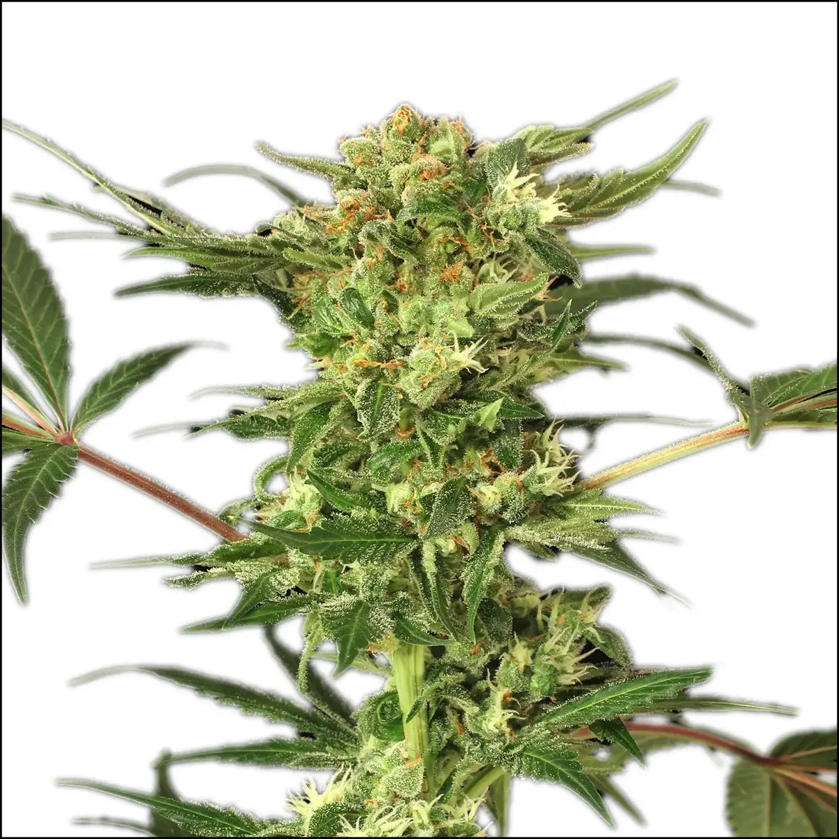 
                  
                    Exotic Seed - DEVIL KUSH - Reg.
                  
                