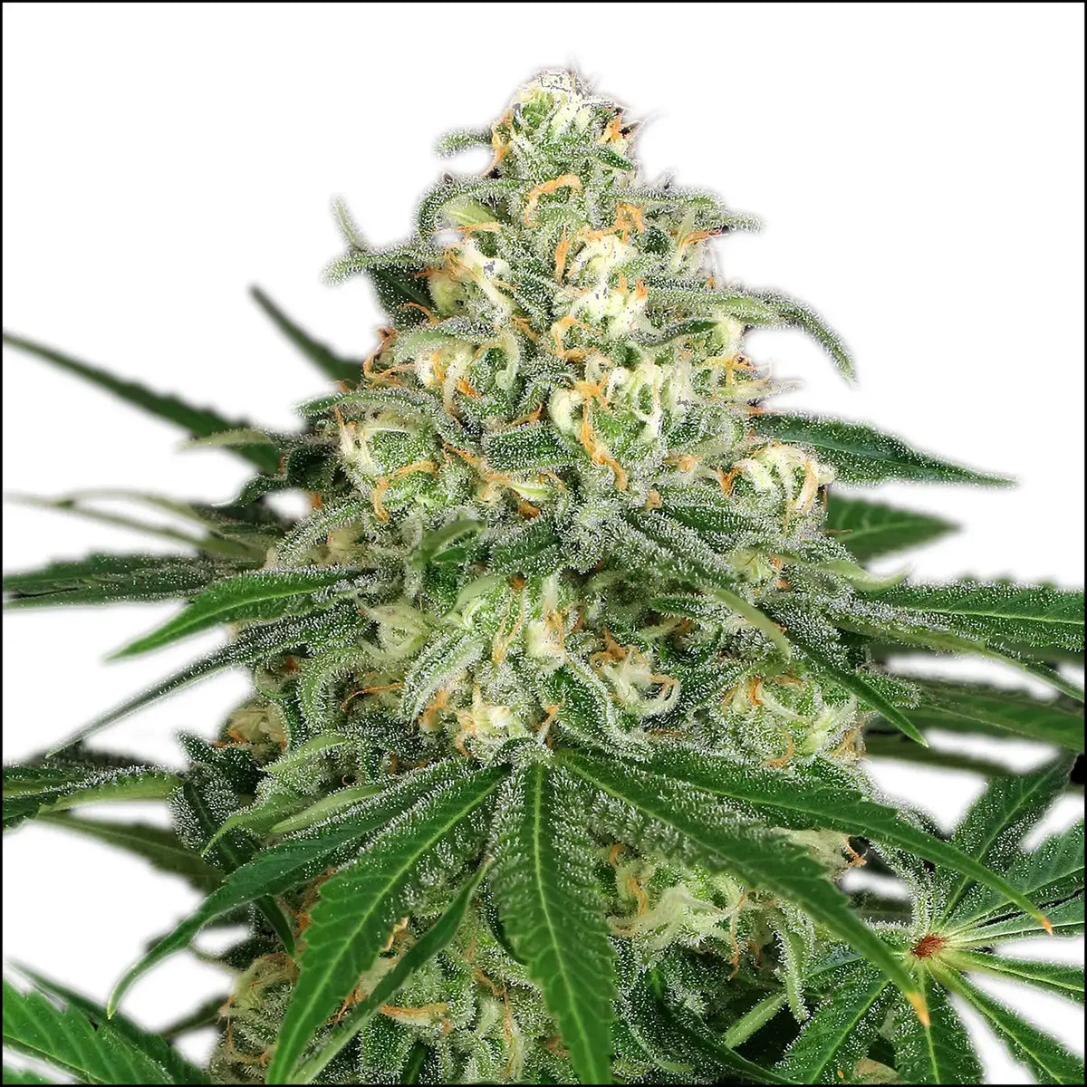 
                  
                    Exotic Seed - Z&Z - Feminisert
                  
                