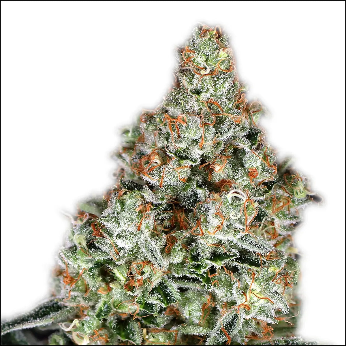 
                  
                    Exotic Seed - ZKITTALICIOUS - Feminisert
                  
                