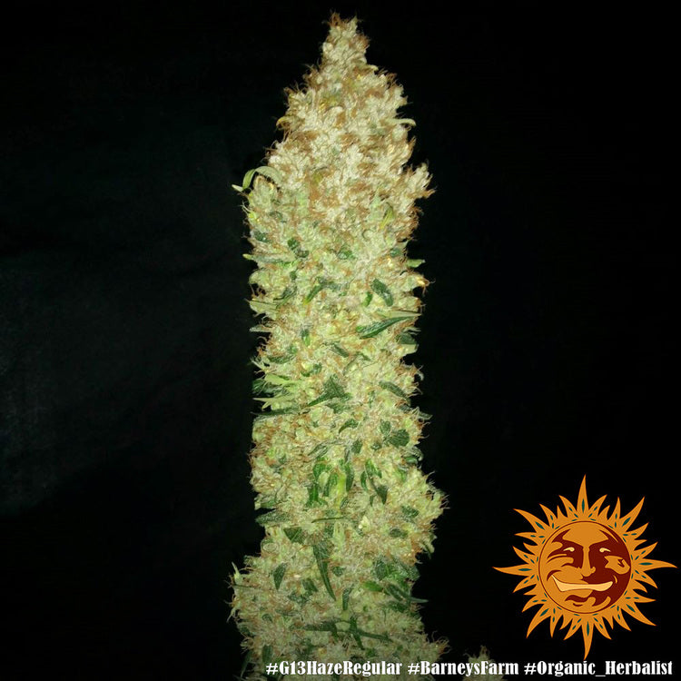 G13 Haze Regular – Barney’s Farm – Sortenabbildung
