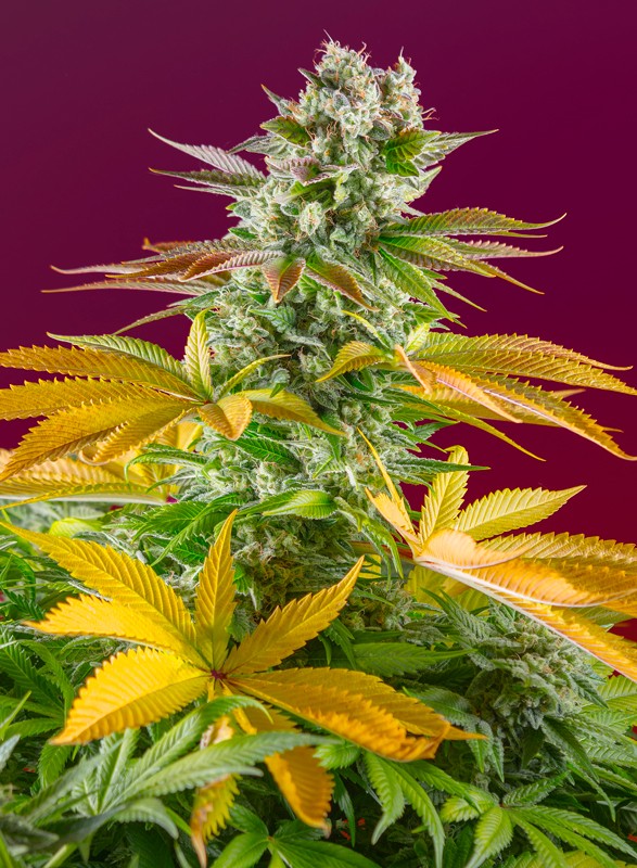 
                  
                    Sweetseeds - Gorilla Girl F1 Fast Version®
                  
                