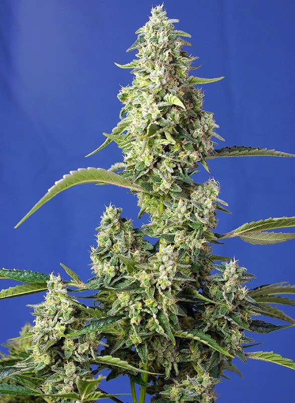 
                  
                    Gorilla Girl XL Auto®
                  
                