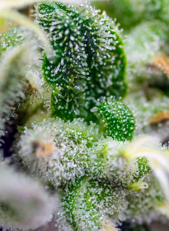 
                  
                    Gorilla Girl XL Auto®
                  
                