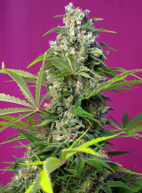 
                  
                    Sweetseeds - Gorilla Girl®
                  
                