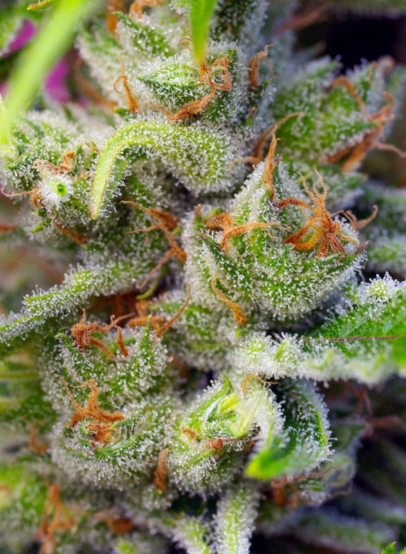 
                  
                    Sweetseeds - Gorilla Girl®
                  
                