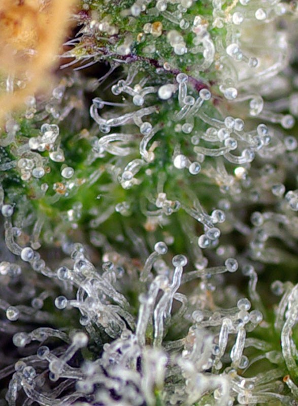 
                  
                    Sweetseeds - Gorilla Girl®
                  
                