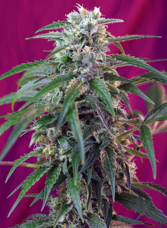 
                  
                    Green Poison Auto®
                  
                