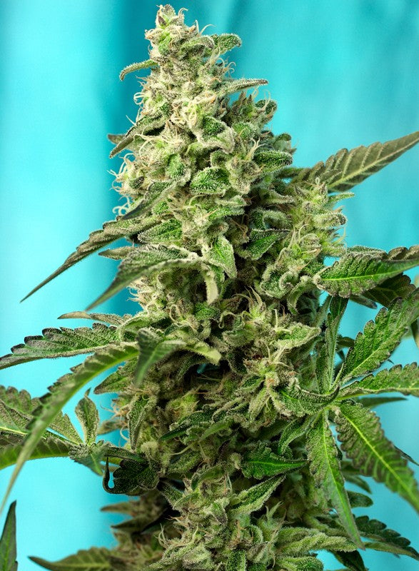 
                  
                    Sweetseeds - Green Poison F1 Fast Version®
                  
                