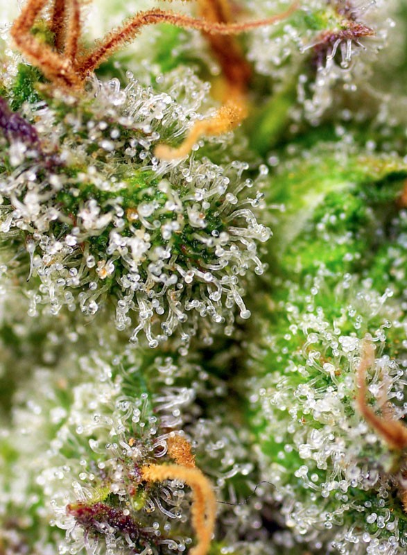 
                  
                    Sweetseeds - Green Poison F1 Fast Version®
                  
                